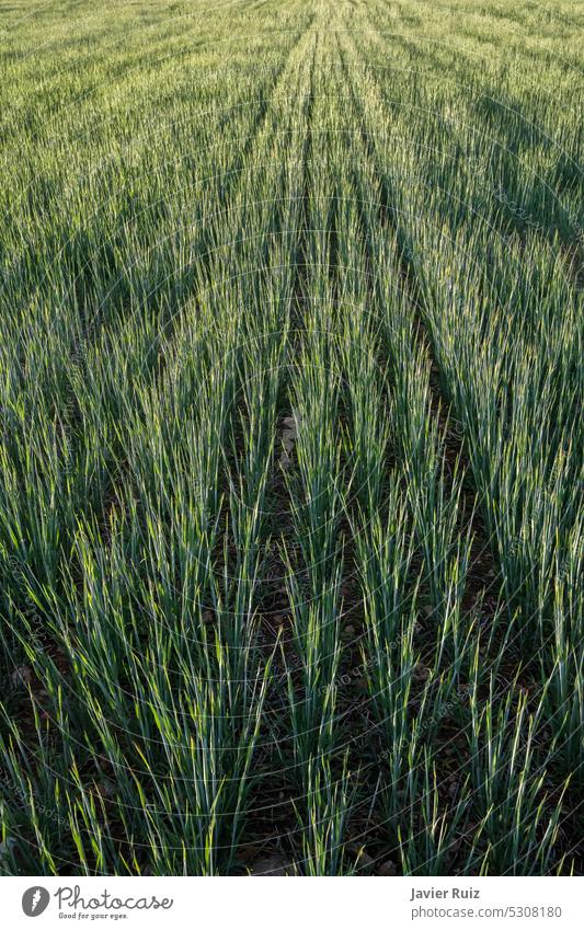 wheat plant texture at mid growth, cereal fields, vertical green crops background line springtime rural nature agriculture farm harvest barley meadow grass rye