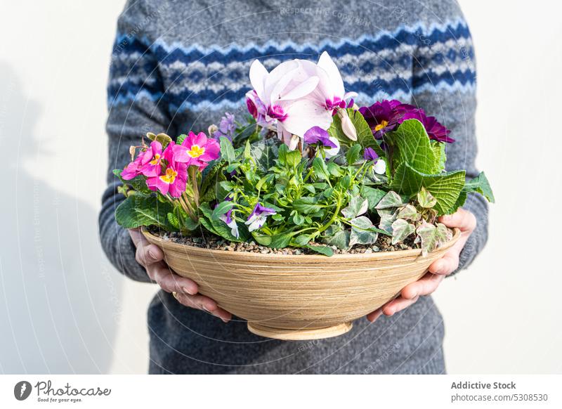 Spring floral composition with bright cyclamen flower woman beauty bloom blossom creen delicate-looking festive fresh gift hand hold holiday ivy natural nature