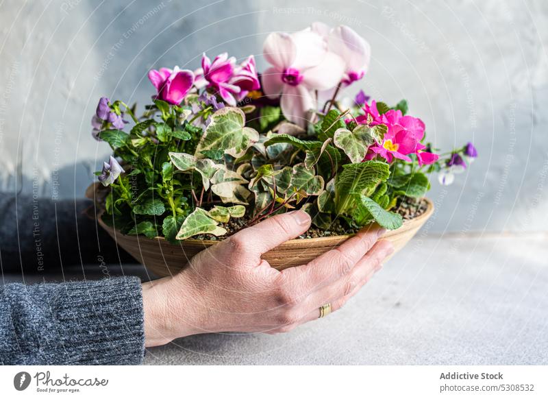 Spring floral composition with bright cyclamen flower woman beauty bloom blossom creen delicate-looking festive fresh gift hand hold holiday ivy natural nature