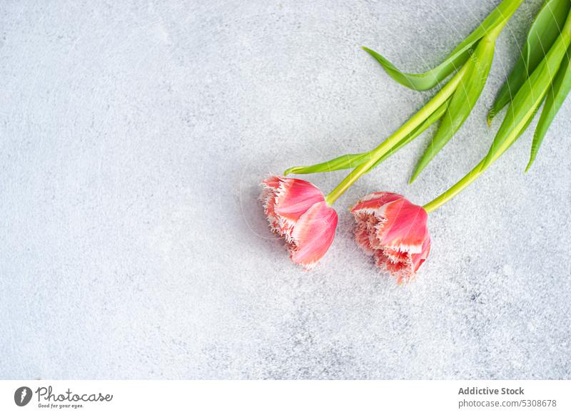 Blossom tulip flower with green leaves on table bloom blossom stem close up concrete festive flat lay flora floral aroma fresh aromatic gift natural nature