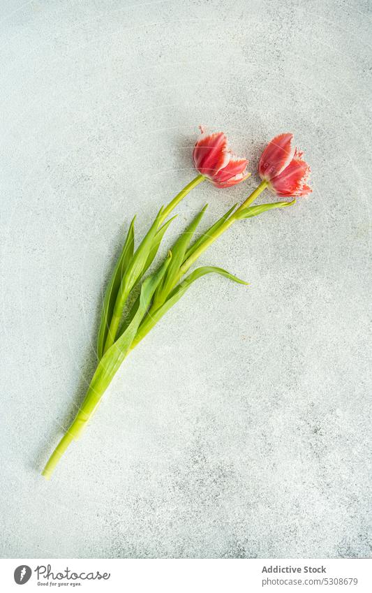 Blossom tulip flower with green leaves on table bloom blossom stem close up concrete festive flat lay flora floral aroma fresh aromatic gift natural nature