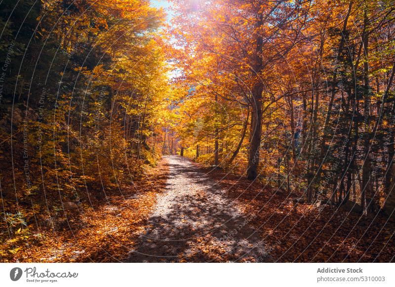 Autumn forest with bright foliage and path autumn nature tree woods scenic landscape picturesque environment fall ordesa national park vegetate season scenery