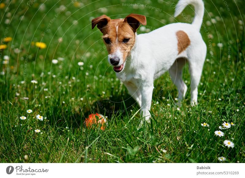 Active dog playing with toy ball on green grass. Pet walking in park dog walking pet training animal outdoors active cute field jack russell happy portrait