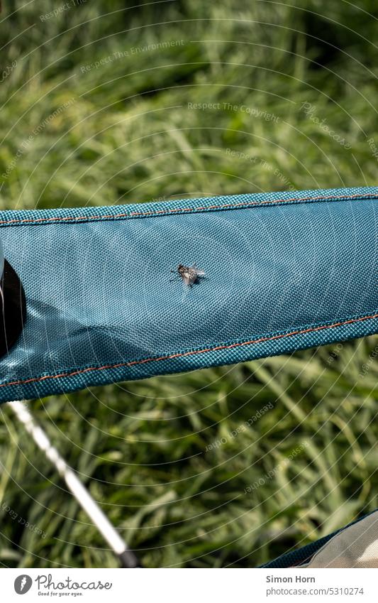 Fly sitting on back of camping chair with meadow in background insects Camping Meadow Camping chair Nature Insect hummer Flying insect Summer Grand piano