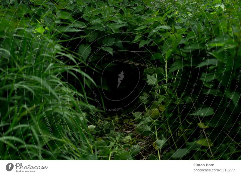 Thicket of nettles thickets stinging nettle Nettles Cave Forest path Green Meadow Mysterious Dark darkness Plant Shadow Nature Green tones Undergrowth