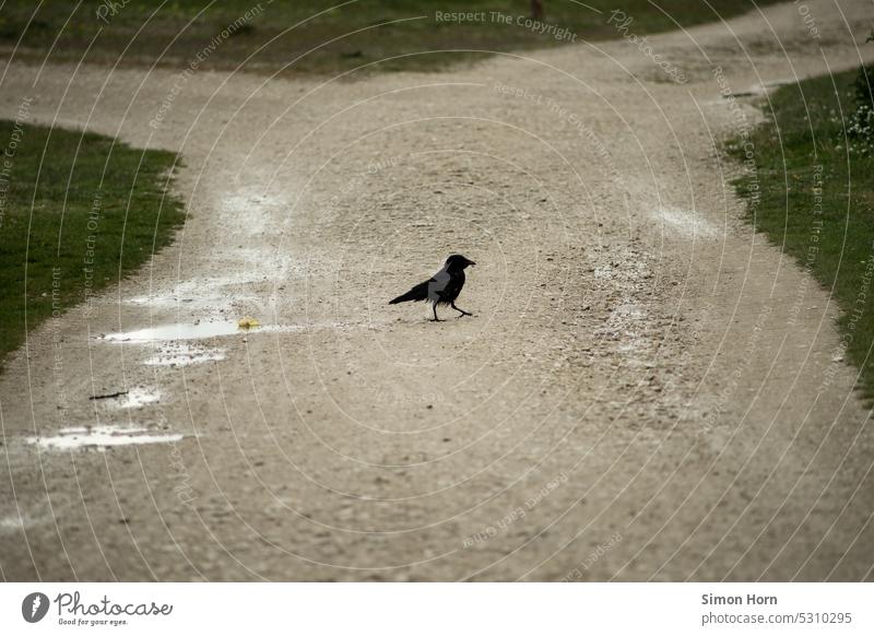 Raven crosses gravel path raven Crow fork Gravel path Forerunner symbol Smart Black Bird Raven birds Death Doom pestilence myth symbolic Beak Flying