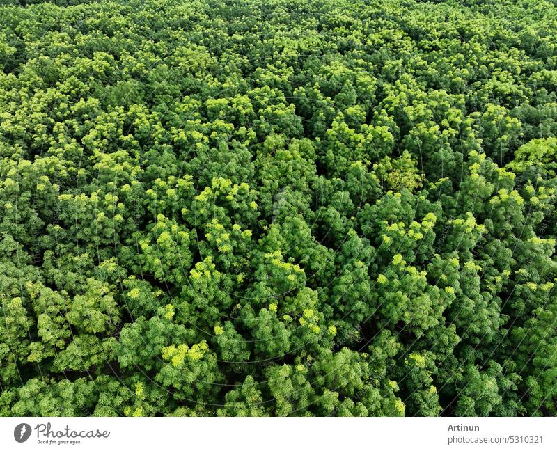 Aerial top view of rubber forest. Drone view of dense green rubber trees garden capture CO2. Green trees background for carbon neutrality and net zero emissions concept. Sustainable green environment.
