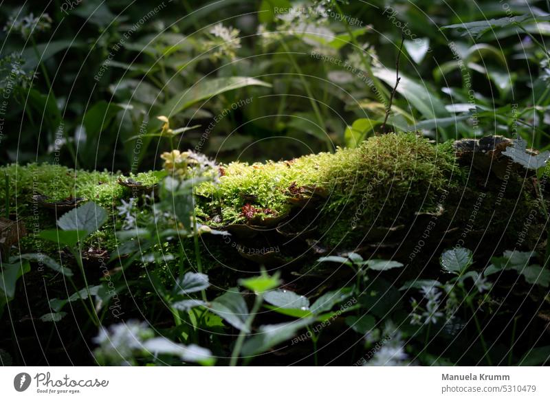 Moss in sunlight Green Forest Exterior shot Colour photo Close-up Environment Detail Day Nature Deserted Light naturally Sunlight