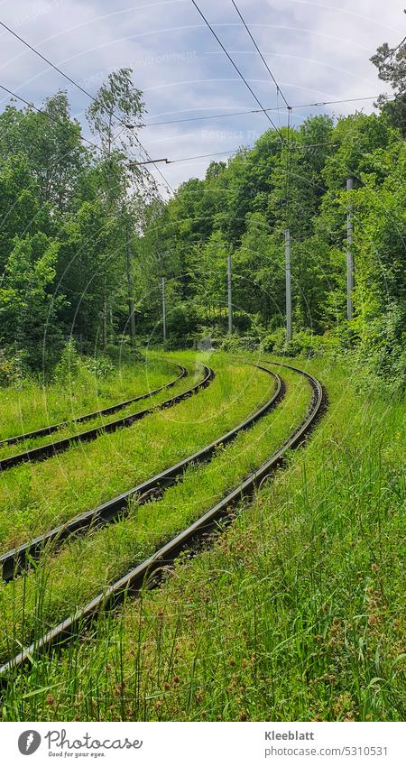 Railroad tracks embedded in lush green grass and forest railway tracks Exterior shot Railroad system Public transit Tram Passenger traffic Logistics