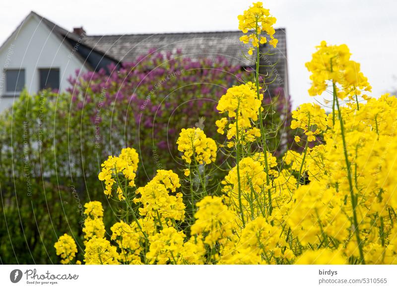 House with lilacs at flowering rape field House (Residential Structure) Canola blossoms Blossoming RAPE FLOWERS purple lilac rural scene Fragrance Lilac May
