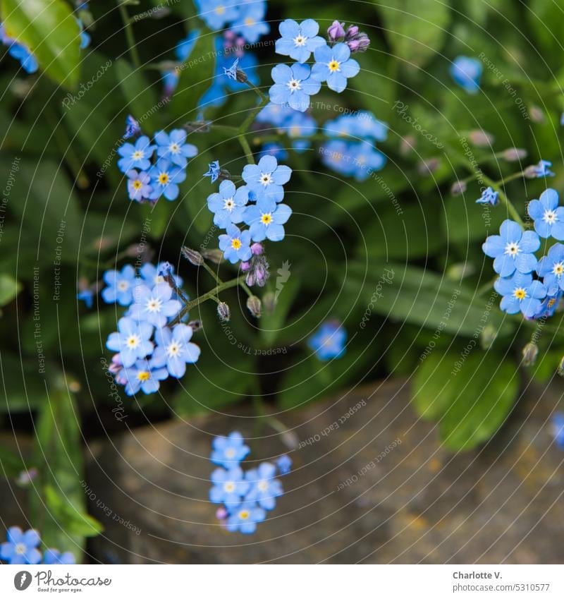 Mainfux | Forget-Me-Not Karlstein! Volume 2 Flower little flowers Forget-me-not Blue Blossom Delicate Blossoming naturally Small Spring Nature Plant