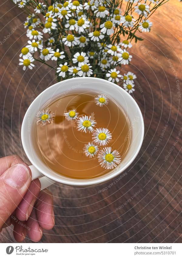 Tea break with daisies Cup Anticipation Hot drink Beverage To enjoy Delicious flower heads flowers Table flower decoration To hold on Food naturally