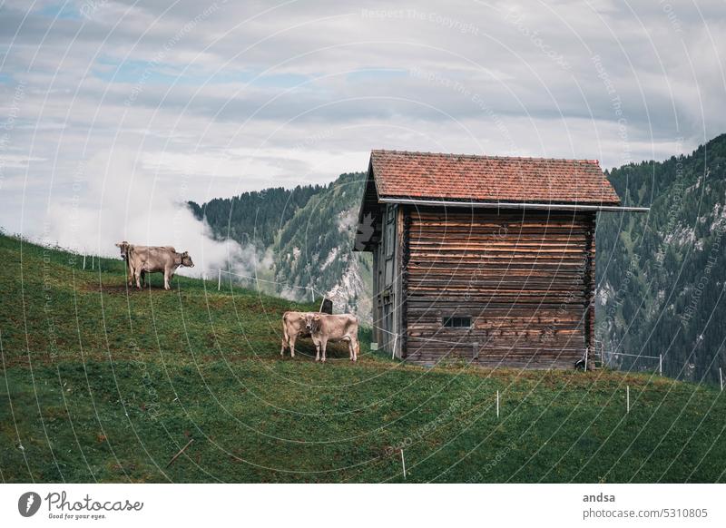 Cows in front of a hut in the mountains Hut Summer Alps Landscape Idyll Calm Mountain Green Nature Clouds Vacation & Travel Hiking Exterior shot Peak Rock