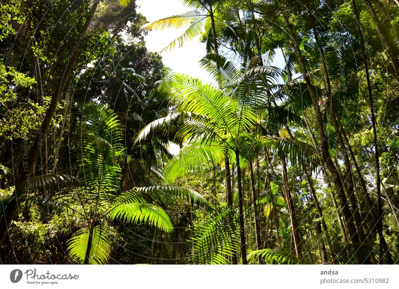 rainforest palms Green Vacation & Travel Nature Summer Exterior shot Palm frond Exotic Plant Sky Palm tree Palm roof Worm's-eye view