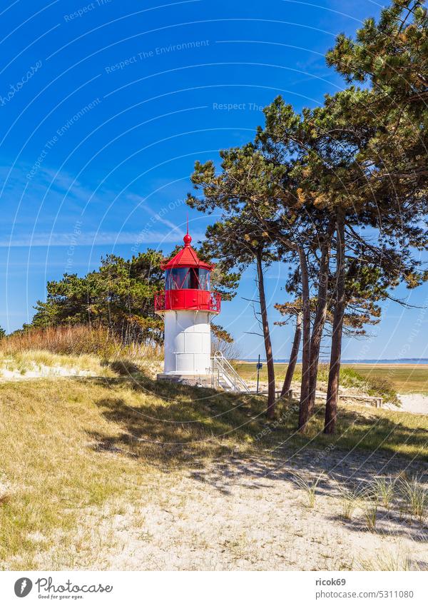 The lighthouse Gellen on the island of Hiddensee Lighthouse cross light Beach coast Baltic Sea Neuendorf Mecklenburg-Western Pomerania Island Tree Wind cripple