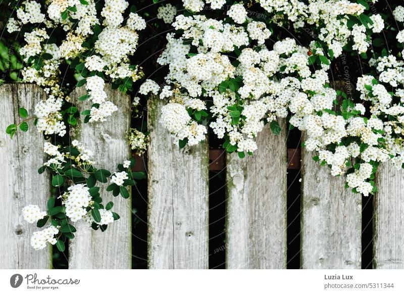 flowering hawthorn branches in front of weathered picket fence Subdued colour Weathered Wood Colour photo Day Exterior shot obliquely Old White Gray Fence