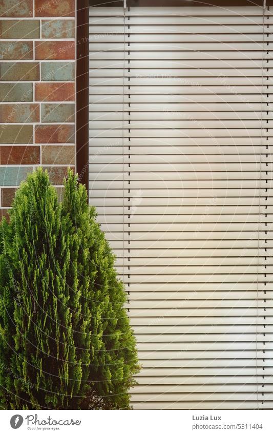 Thuja hedge in front of colorful clinker bricks and closed blinds Hedge Living or residing Beautiful weather Light Wall (barrier) Colour photo Day Town