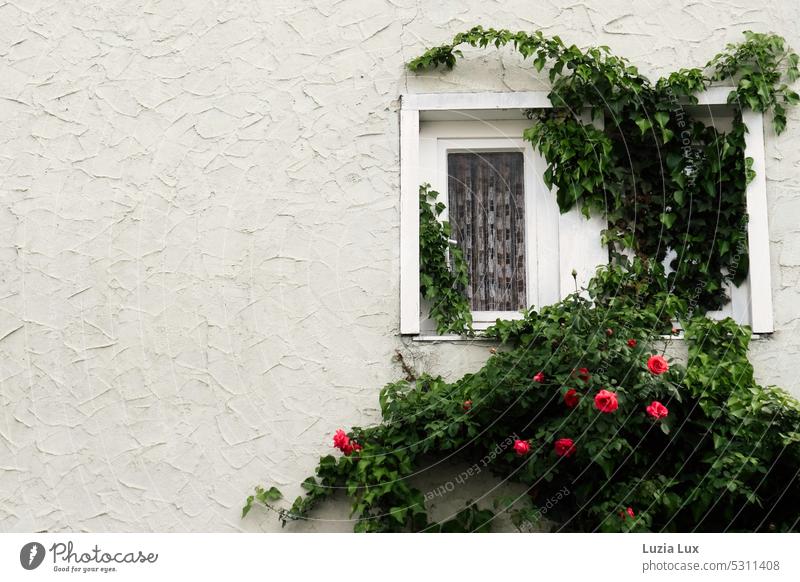 Wild climbing roses in front of a window with a white curtain Green facade Climbing Red pink Climbing Roses enchanted overgrown Facade Window Curtain Point