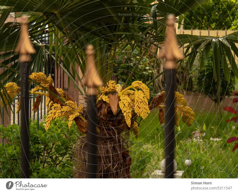 Front garden with gold Gold Garden fence Arrow up Fence furnishing individual individuality Status symbol Palm tree conspicuous Oasis demarcation