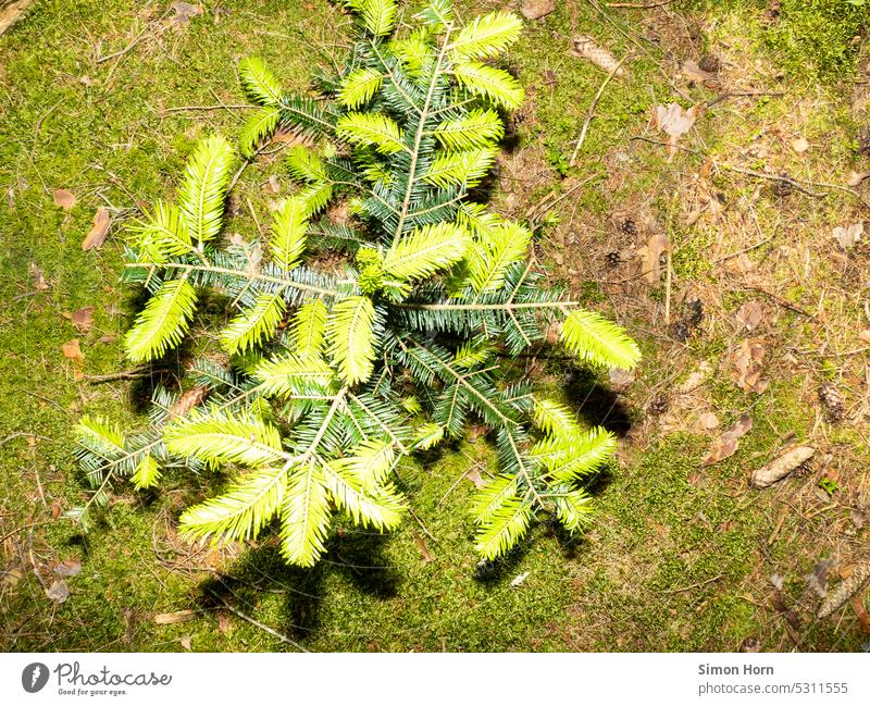Conifer tree with young branches Coniferous trees Growth Moss Renewal Green tones Woodground shoots New Forest Development Tree wax change Nature Change