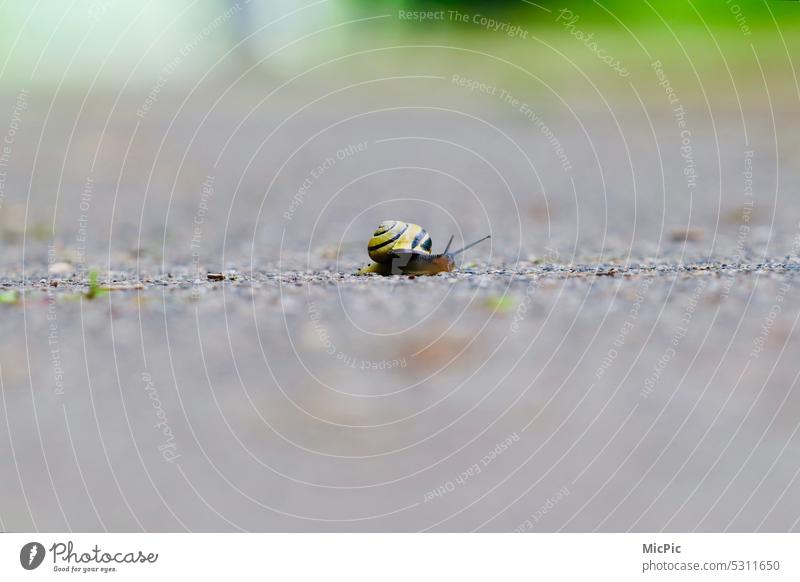 Snail with cottage the way is the goal Target Crumpet Slowly Feeler Snail shell Animal Close-up Nature Exterior shot Animal portrait Deserted Small creep