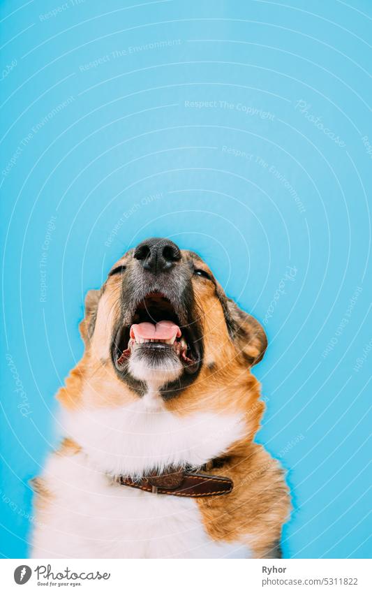 Portrait of mongrel dog sneezes, runny nose. Portrait of mixed-breed mongrel dog with open mouth, sticking out his tongue and eyes closed. Cold diseases and allergies in pets concept. Isolated on blue background