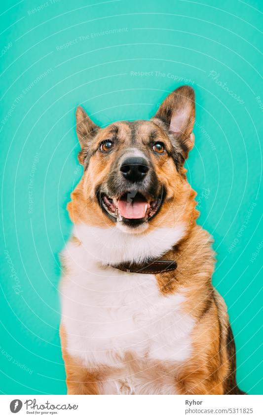 Portrait of funny mixed-breed mongrel dog with open mouth, sticking out his tongue. Mixed-breed mongrel dog close up portrait. Isolated on turquoise blue background