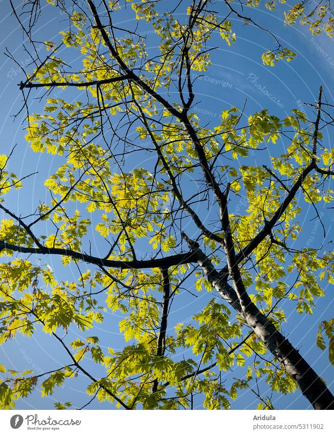 Spring Oak Oak tree Tree leaves Sun Light young tree Twigs and branches Plant Sky Green Blue