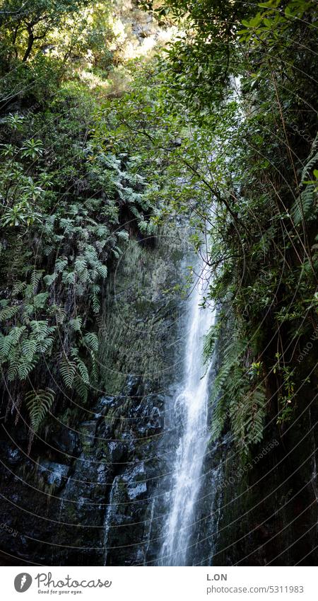 Madeira Island Portugal Hiking along the levadas artificial watercourse Levadas Channel Nature Tourism Europe Portuguese destination vacation Landscape