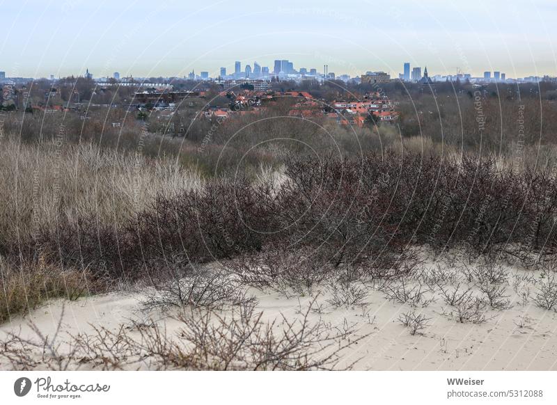 The silhouette of The Hague rises in the distance behind the undergrowth coast Gloomy Sparse shaggy shrubby Winter Reduced Flat Sand Netherlands duene North Sea