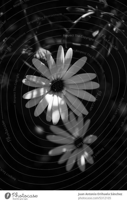 Close-up black and white image of daisies daisy field flower environmental beauty nature flowering wildlife summertime outdoors blossoms park rural scenic