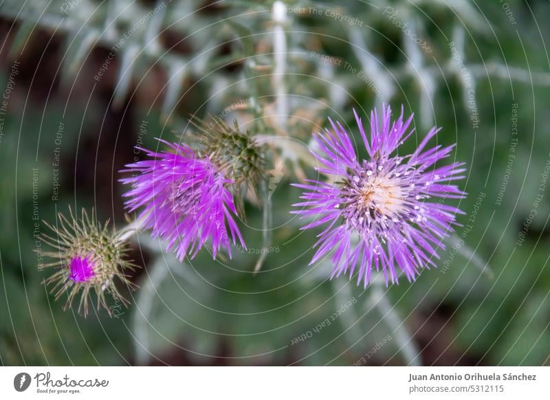 Pretty wild flowers decorating parks and gardens rose pink thistle field flower environmental beauty nature flowering wildlife summertime outdoors blossoms