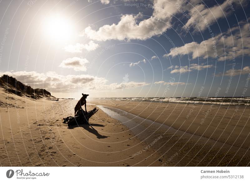 big brown dog Rhodesian Ridgeback breed in sunshine on beach with flying ears standing on tree root cute sporty gassi walk exercise walk fun