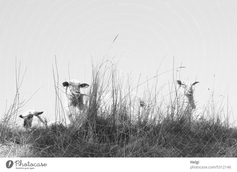gray in gray | sheep on the dike Animal Sheep Farm animal Dike Grass Sky Stand look Looking Meadow Nature Exterior shot Summer Flock Group of animals