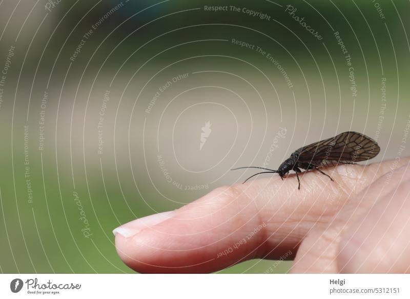 Caddis fly on one finger Insect Animal new-winged aircraft Trichoptera neoptera endangered Fingers Exterior shot Close-up Hand Feeler Grand piano Small Delicate