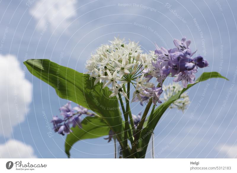 Collection | ... of spring flowers, wild garlic blossoms and bluebells against blue sky with clouds Flower Blossom Leaf Sky Blue Clouds Bouquet Plant