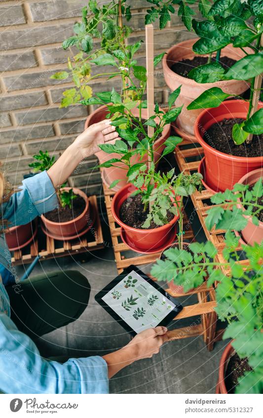 Woman using gardening app with artificial intelligence to care plants of urban garden on terrace unrecognizable female gardener woman ai application tablet