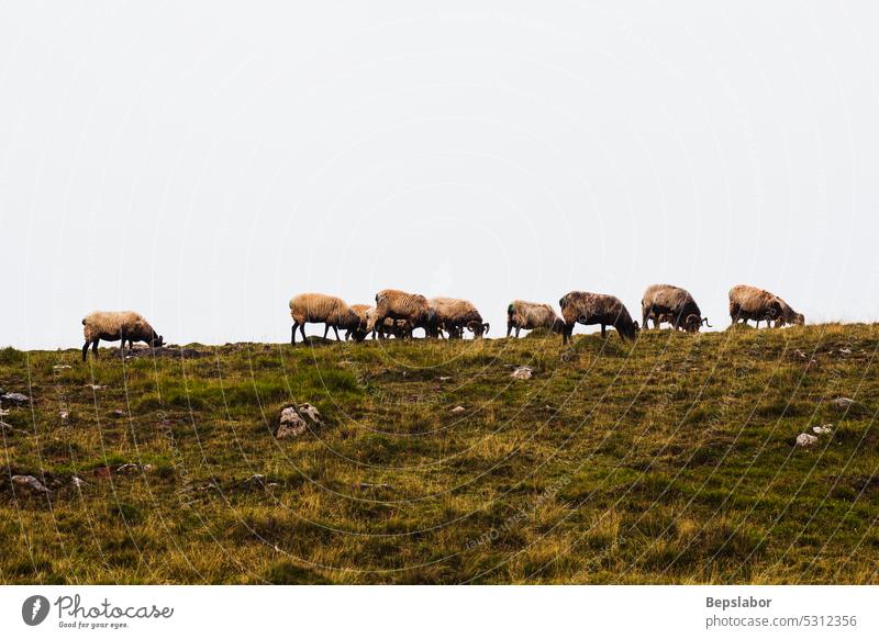 The mixed flock of sheep and goats grazing on meadow along the Camino de Santiago french pyrenees fog mist camino de santiago rance horn pasture animal