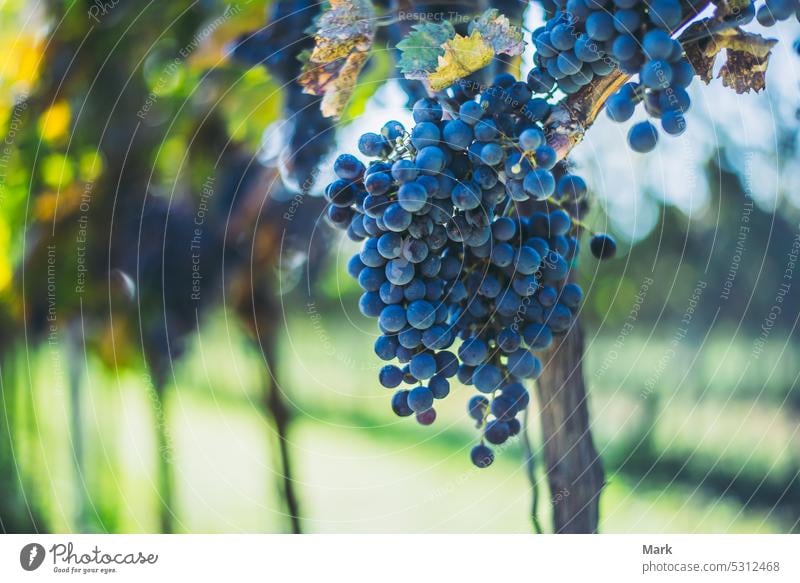Blue vine grapes in the vineyard. Cabernet Franc bunch of grapes for making red wine in the harvesting. viticulture grapevine fruit cabernet franc cellar