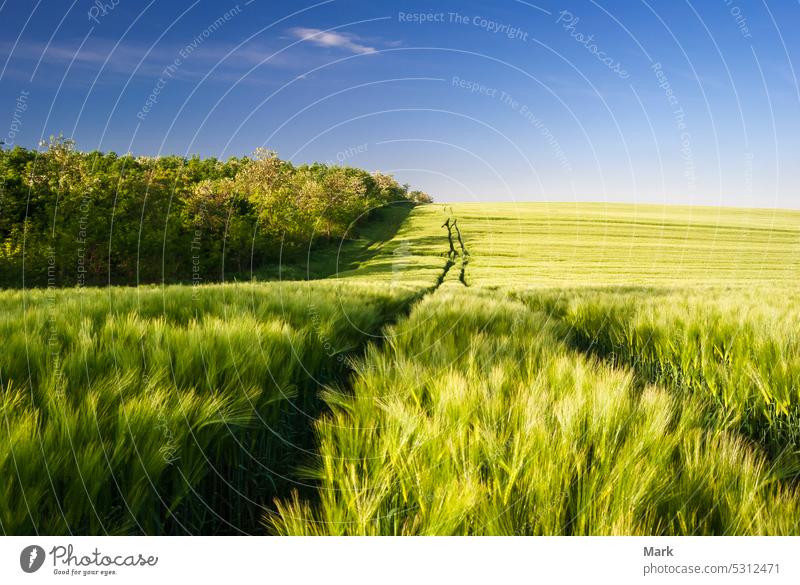 Wheat field landscape with path and blue sky in the early summer wheat agriculture grass meadow nature green background countryside environment farm light rural