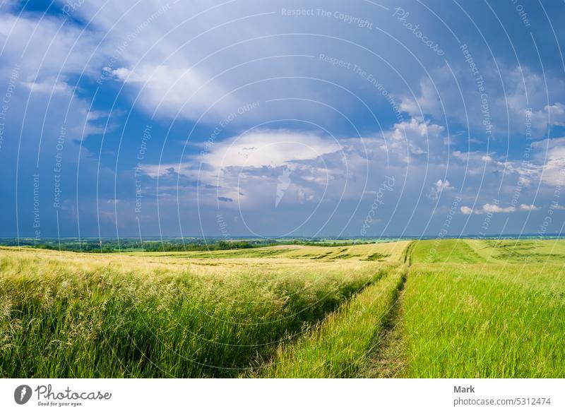 Grasslands and wheat field landscape with path and blue cloudy sky in the early summer agriculture grass meadow nature green background countryside environment