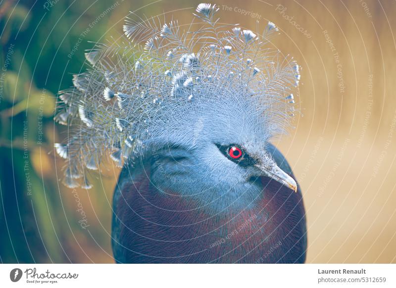 Victoria crowned-pigeon exotic bird animal avian blue crest dove eye feather guinea head jungle nature photography plumage rainforest real red tropical victoria