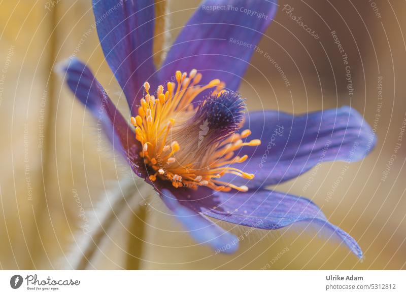Mainfux | Cowbells (Pulsatilla) in the monastery garden Neutral Background Isolated Image Macro (Extreme close-up) Detail Close-up Exterior shot Calyx Pistil