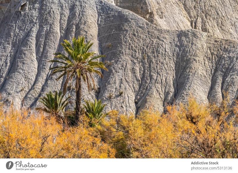 Autumn gold trees in forest with dry grass over mountainous landscape palm autumn picturesque rocky rough scenic nature highland environment range slope