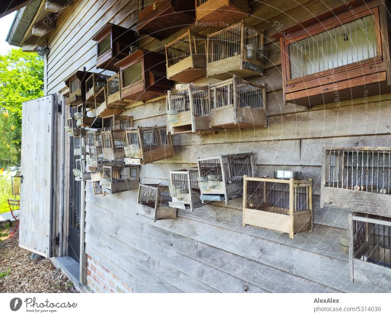Wooden wall of a house in the garden with many, small, old bird cages House (Residential Structure) tepid Wooden house Gardenhouse Hut door Bird's cage Old