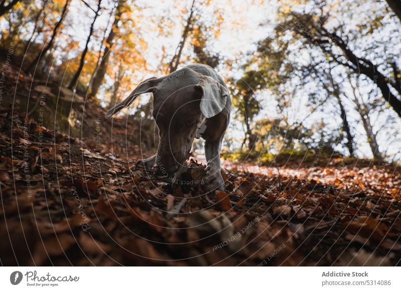 Playful Weimaraner dog in forest in autumn weimaraner play leaf playful pet animal domestic cute purebred nature canine adorable hunting dog mammal obedient
