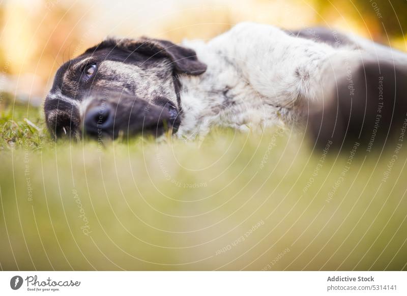 Tired white and black dog lying on grassy lawn animal pet rest meadow rafeiro do alentejo nature adorable canine summer cute domestic tired field companion calm
