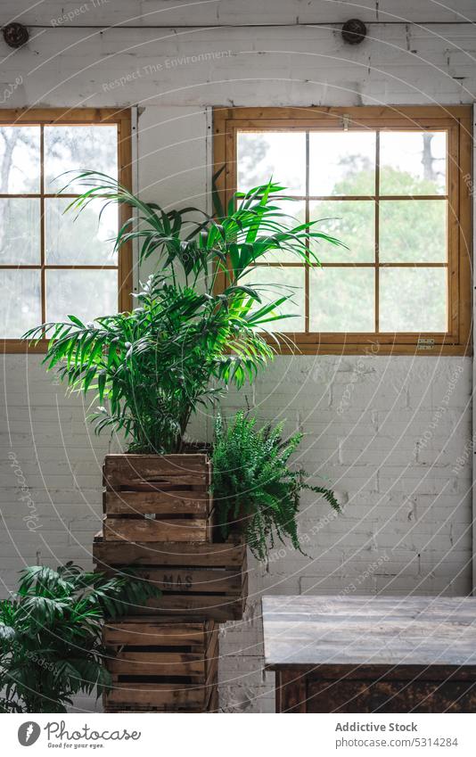 Green potted plants in wooden boxes against wall design brick wall interior style room window decor green rustic table light flowerpot studio decoration flora