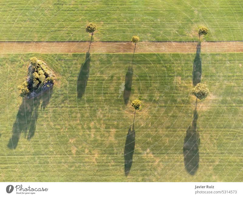aerial image of a cereal crop field with a road crossing it and spreading trees that create long shadows, drone point of view cereal field aerial view