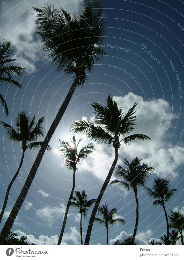 palmsky Palm tree Clouds Beach Vacation & Travel Summer Sky Cuba Sun